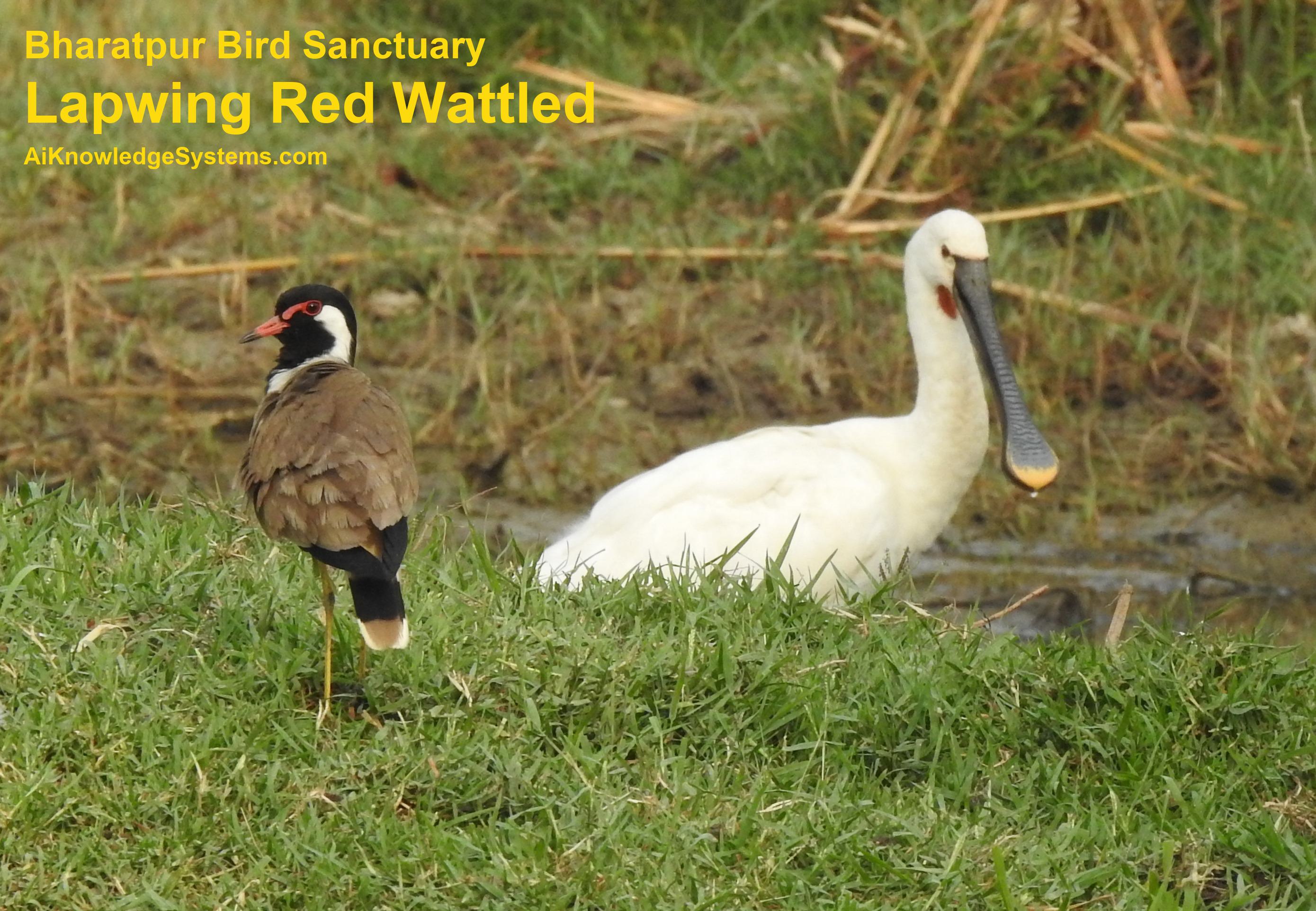 Lapwing Red Wattled (52) Coming Soon